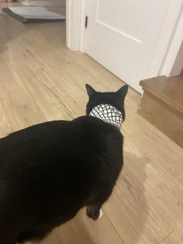 Foulard pour animaux rayure noir sur fond blanc