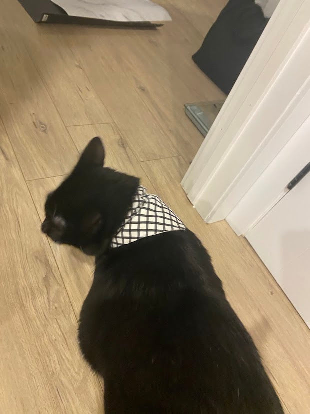 Foulard pour animaux rayure noir sur fond blanc